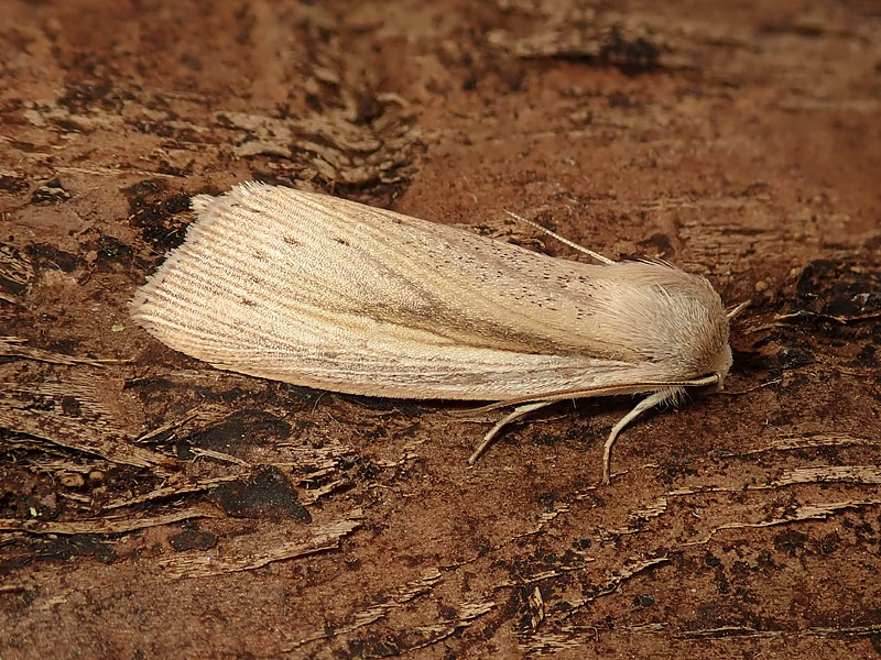 Noctuidae: Mythimna ?   No, Senta flammea